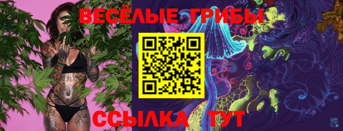 Псилоцибиновые грибы мицелий Георгиевск